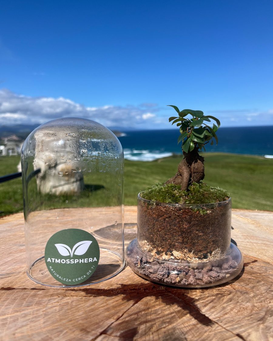 Terrario de Atmossphera con un pequeño bonsái y musgo, junto a su campana, frente al mar Cantábrico