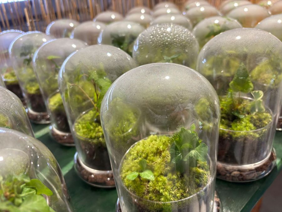 Terrarios pequeños de musgo y hiedra bajo campana de cristal